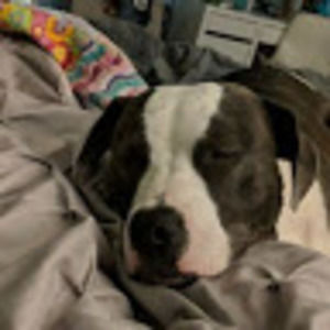 Meet your Posher, Ella